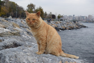 Fototapeta premium street animals in city life