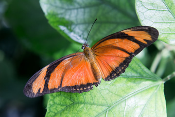 Dryas iulia