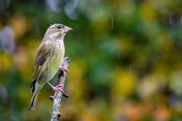 European Greenfinch (Carduelis chloris) perched with beautiful autumn background