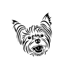 Yorkshire terrier