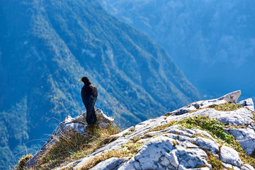 Amazing mountain view with a bird in foreground in Austrian Alps. Salzkammergut region.