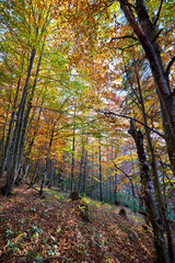 Golden autumn forest with red, green and yellow leaves at sunny day.