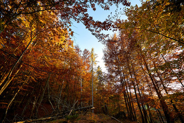 Golden autumn forest with red and yellow color.
