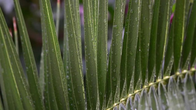 foglie di palma cariche di goccia dopo un'acquazzone