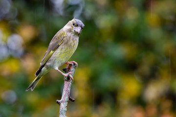 European Greenfinch (Carduelis chloris) perched with beautiful autumn background