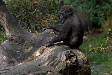 Baby gorilla sitting and playing on top of a fallen tree trunk