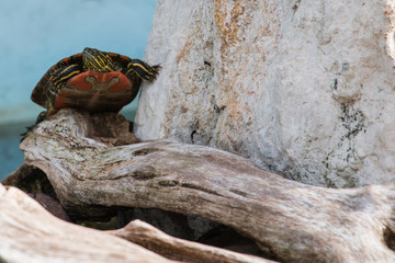 Turtle on Driftwood Orange Green Blue Pond, room for copy