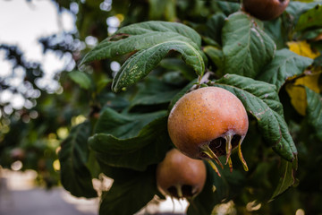 Medlar fruit on a branch. Fruit of Mespilus germanica