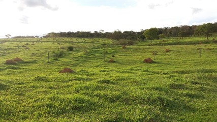 Pasto de gado