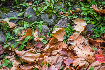 Dry leaves among stones and moss