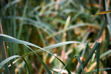 Background from Scirpus leaves, soft focus © savelov