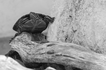 Turtle on Rock Black and White