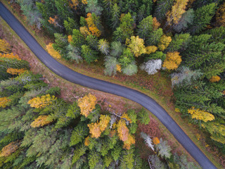 Aerial view of thick forest in autumn with road cutting through