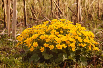 Болотные цветы