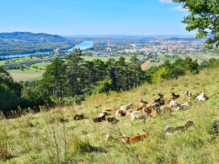 Goat herd on the Bisamberg