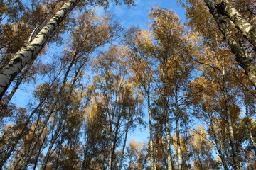 trees in autumn