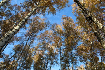 trees in autumn