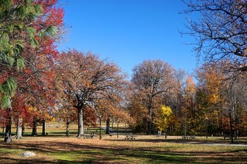 Naklejka premium Pelham Bay Park, The Bronx, New York, NY, USA: Picnic tables beneath trees in fall foliage on a sunny November day.