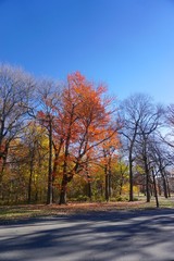 Fototapeta premium Pelham Bay Park, The Bronx, New York, NY, USA: Trees in fall foliage on a sunny November day.