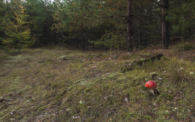 lonely fly agaric amanita n the dark autumn coniferous pine forest on the meadow