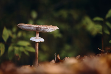 Mushroom into the forest, beautiful morning autumn light (Macrolepiota procera)