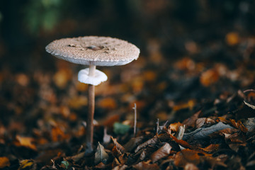 Fototapeta na wymiar Mushroom into the forest, beautiful morning autumn light (Macrolepiota procera)