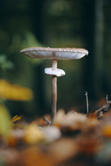 Mushroom into the forest, beautiful morning autumn light (Macrolepiota procera)