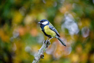 European Great Tit (Parus Major) perched on branch with autumn background