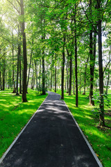 Fototapeta premium The new park of Moscow, fresh paths and the sun's rays through the crowns of trees. Vnukovo