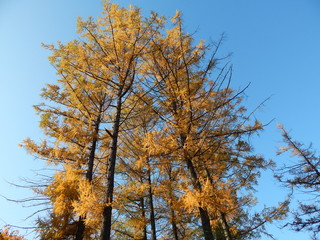 larch, blue, sky, autumn, tree, nature, fall, forest, landscape, sky, trees, leaves, season, blue, yellow, leaf, park, woods, winter,  foliage, color, outdoors, wood, beautiful, orange, green, branch