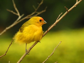 Cute small yellow canary on a tree branch