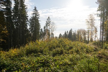 Colorful autumn leaves on the trees in nature. Slovakia