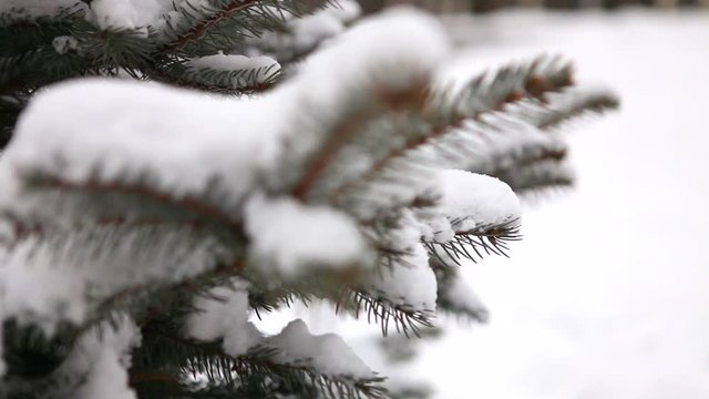 Snow-covered tree, snow lies on the branches of a tree, Christmas trees in the snow