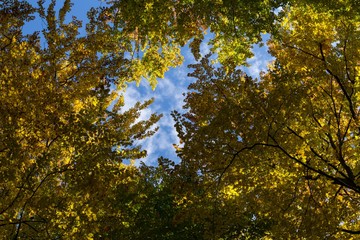 Colorful autumn leaves on the trees in nature. Slovakia