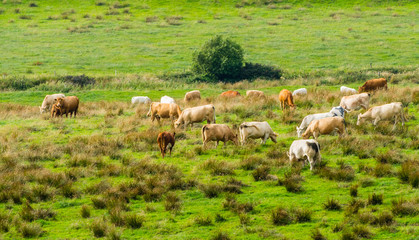 Naklejka na ściany i meble Cows on Meadow Ireland Kühe auf Weide 
