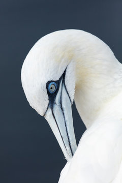 Portrait Of White Bird