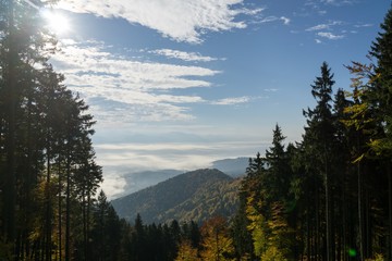 Colorful autumn leaves on the trees in nature. Slovakia
