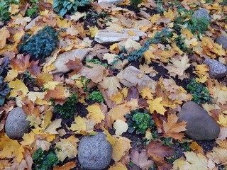 Fallen yellow autumn leaves on the ground among the stones