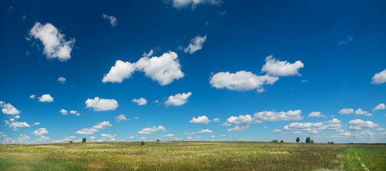 summer meadow landscape