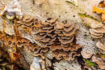 Bracket fungi growing on a tree trunk in the forest