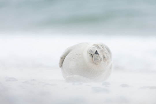 Harbour seal pup in sand