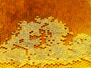 bee honeycombs.