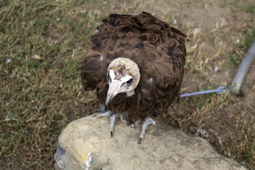 Raptor wild eagle