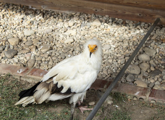 Raptor wild eagle