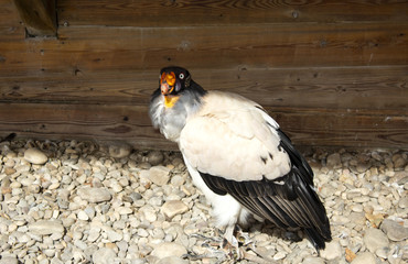 Raptor wild eagle