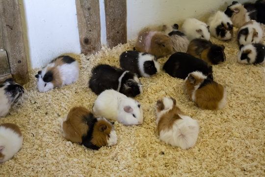 Guinea Pigs On Farm