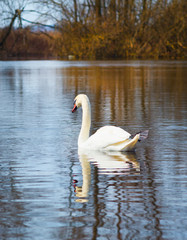 white swan on the river.