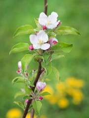 blooming Apple tree
