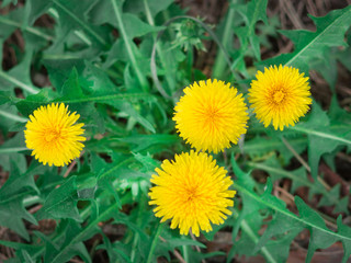 dandelions on a spring meadow
