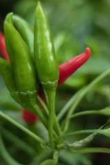 Peperoncino